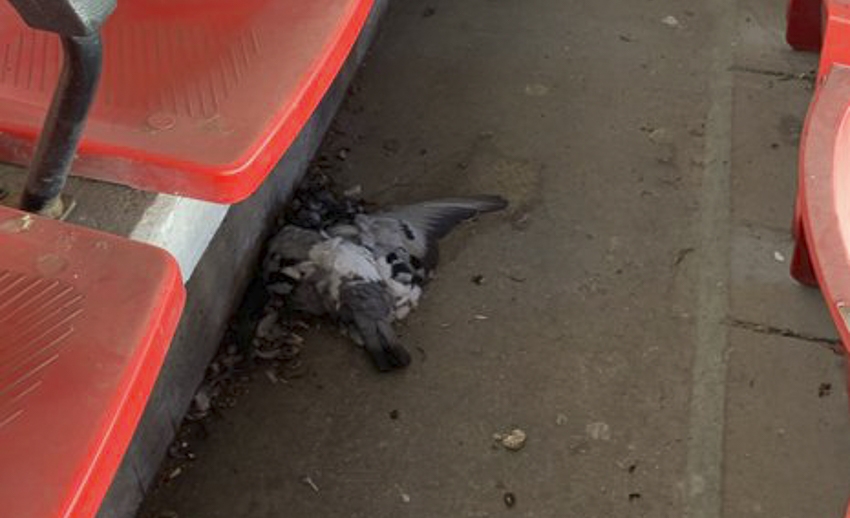 El lamentable estado del Estadio de Vallecas desde otra perspectiva